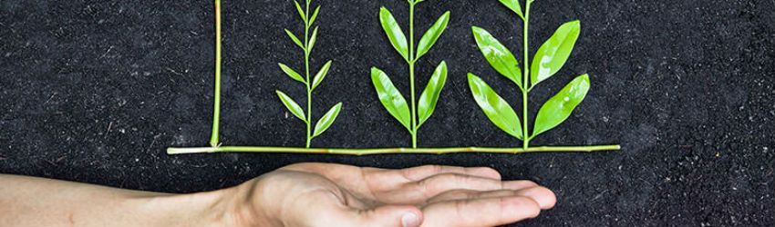 5 Ideias de Negócios Sustentáveis